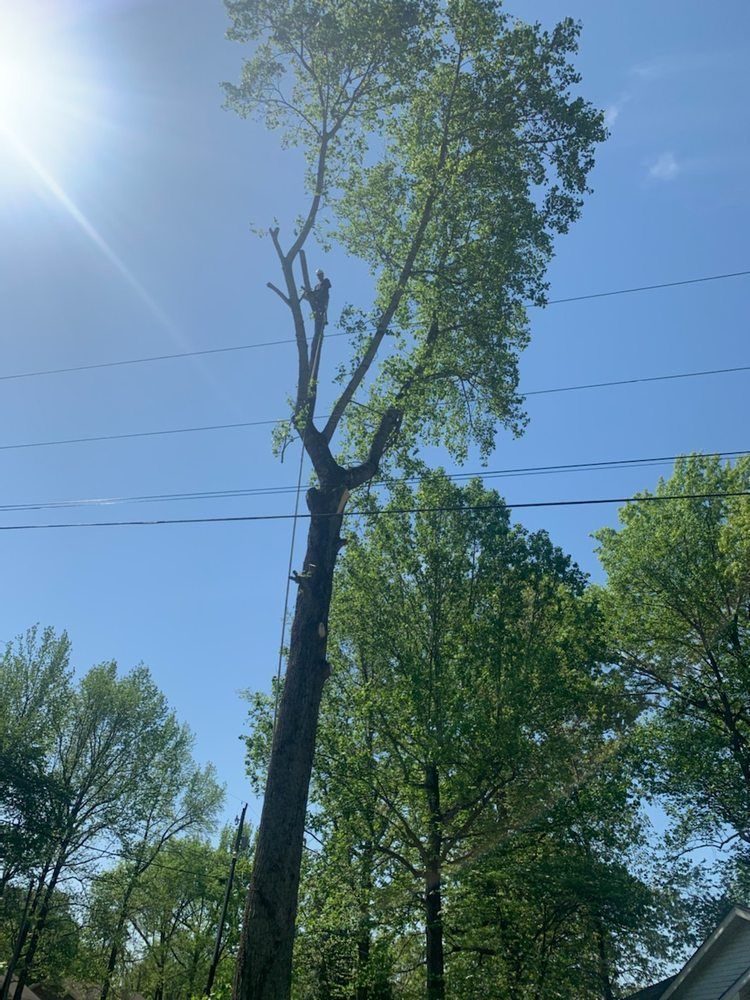 Tall tree being trimmed against a bright blue sky, with power lines and other trees visible. Tall tree being trimmed against a bright blue sky, with power lines and other trees visible.