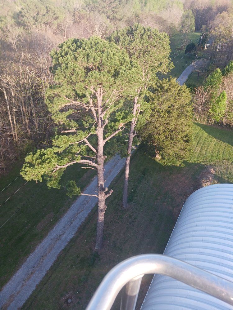 Two tall pine trees stand next to a road, next to a curved metal structure and green grass. Two tall pine trees stand next to a road, next to a curved metal structure and green grass.