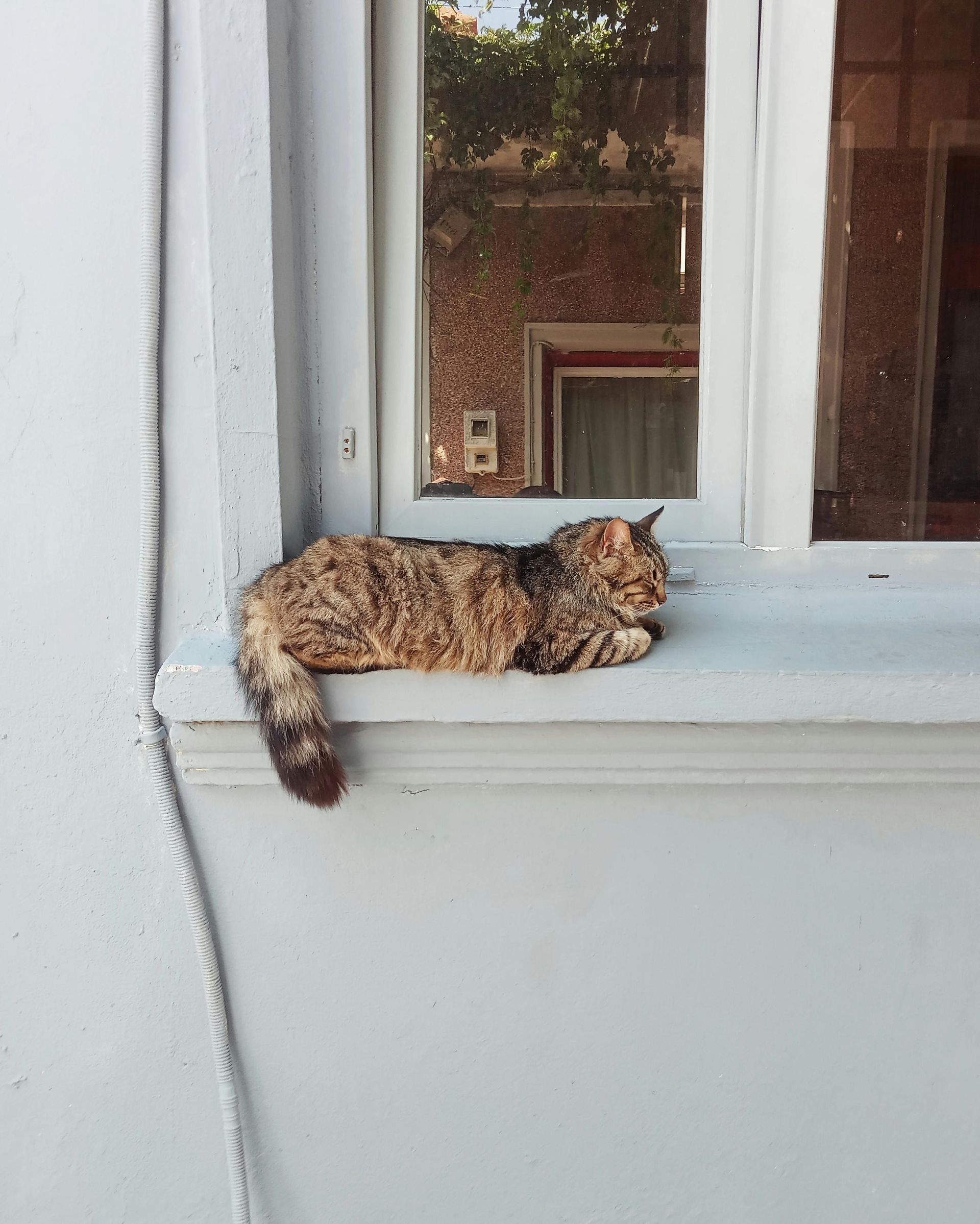 A cat is laying on the window sill of a window