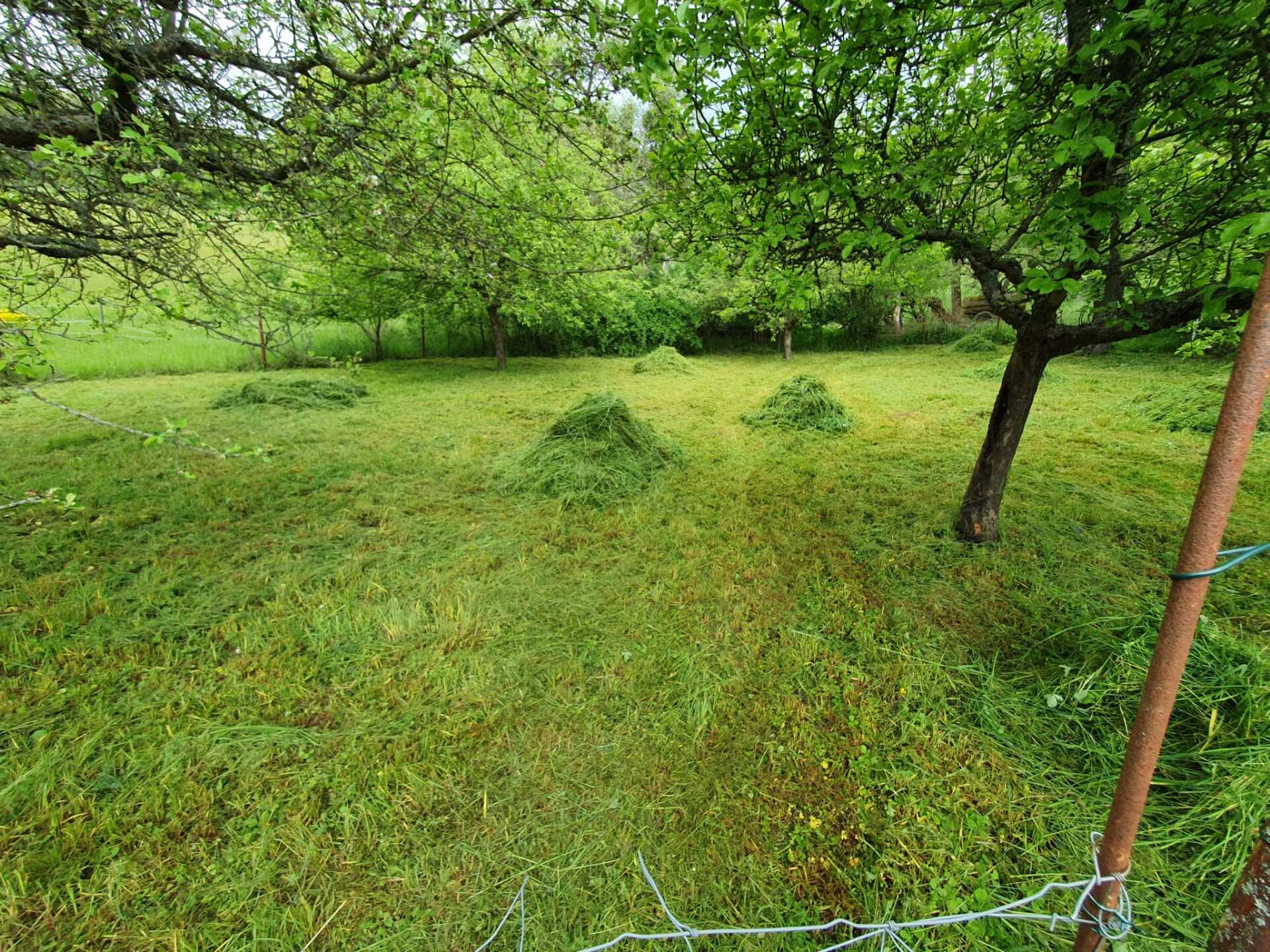 Ganzjahres Pflege, Rasen mähen gartenpflege