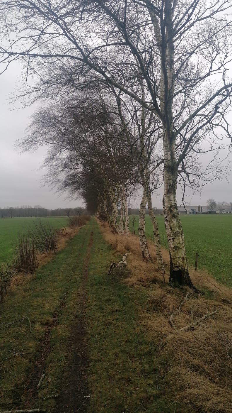 Een rij bomen met kale takken langs een pad, met op de achtergrond een veld op een bewolkte dag.