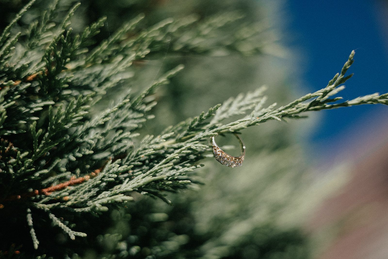 A close up of a wedding ring on a tree branch.
