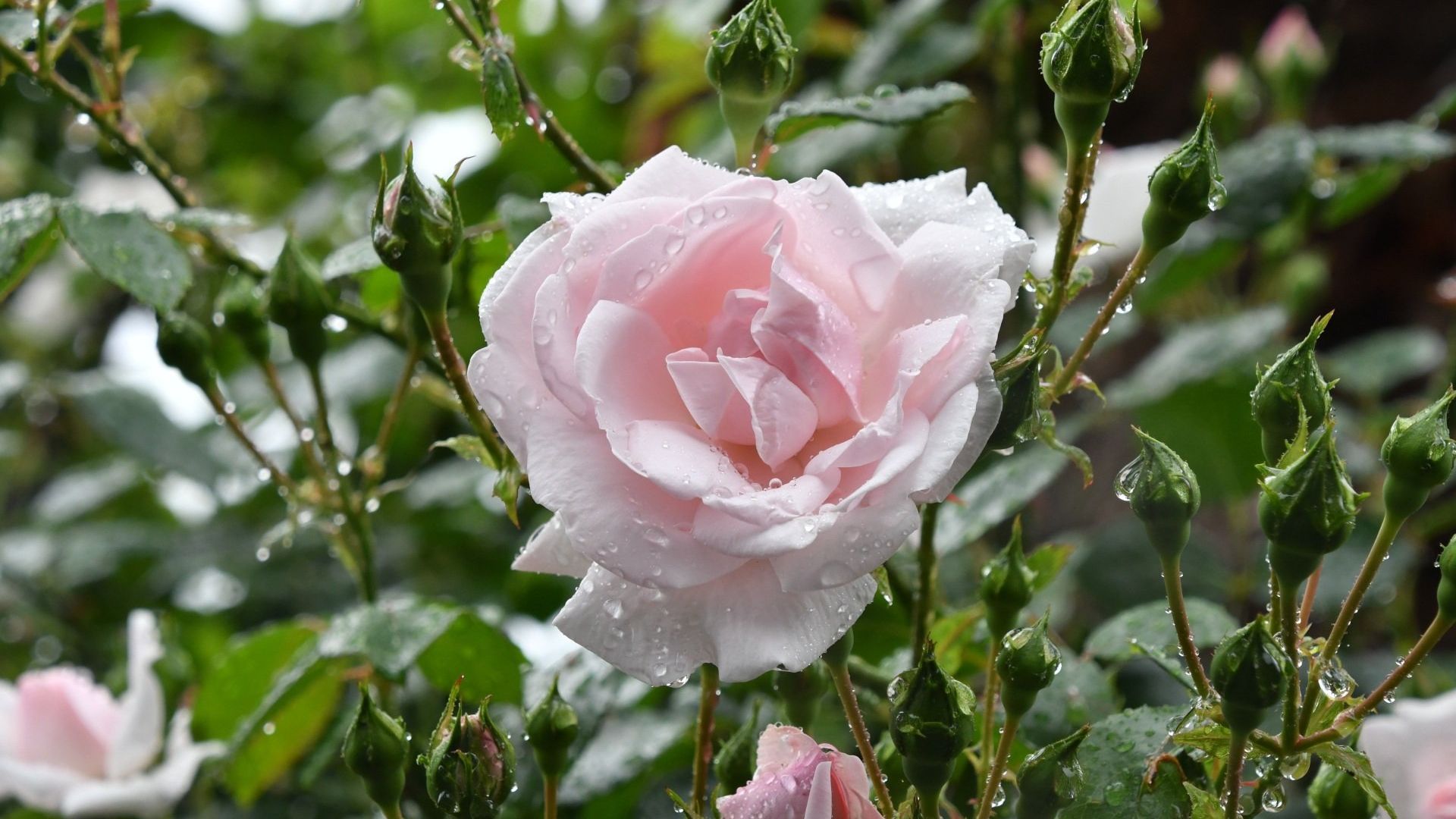 Moist Rose Environment