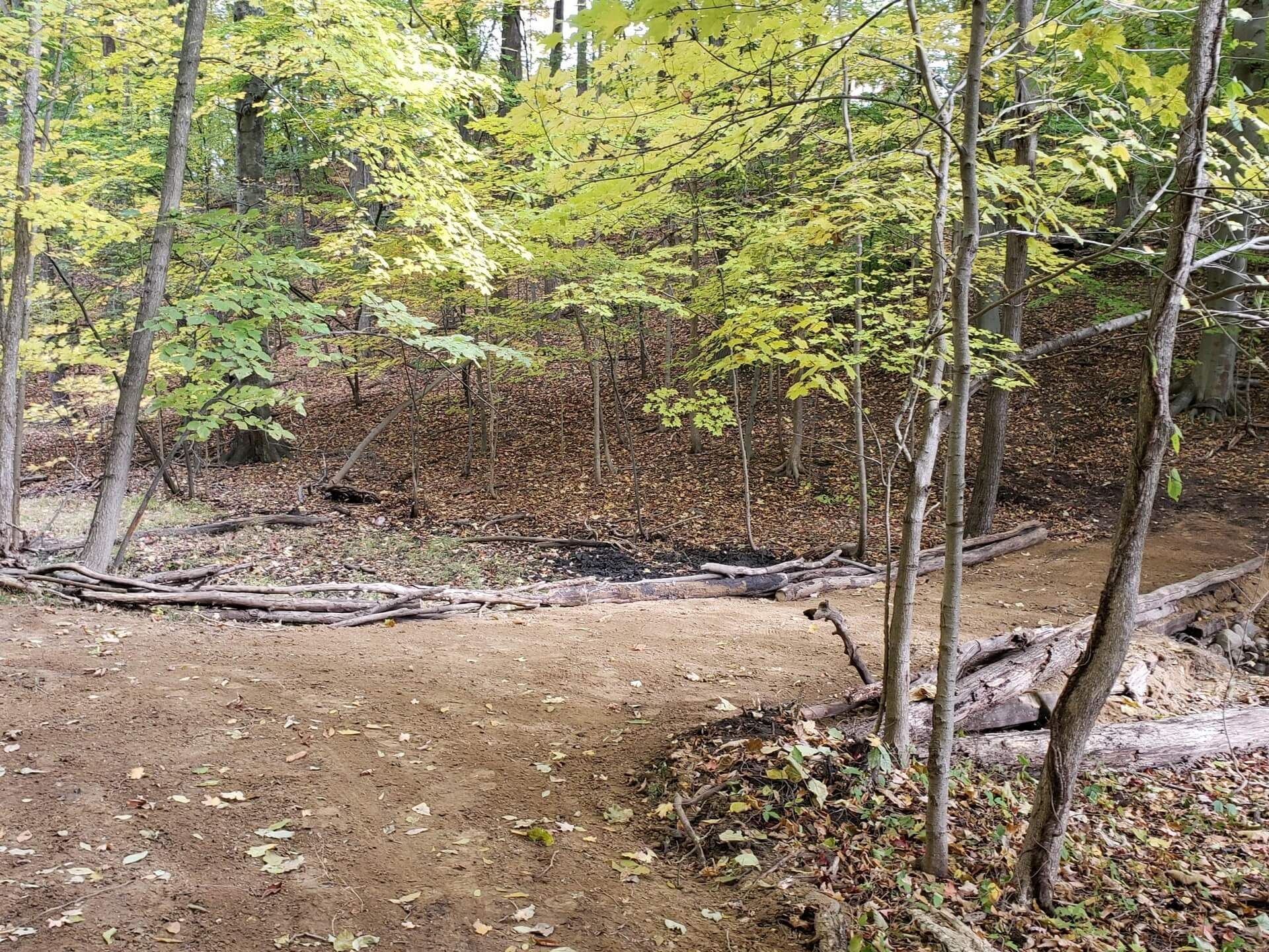 Dirt path in a forest clearing, surrounded by trees with yellow and green leaves; fallen logs border the path.