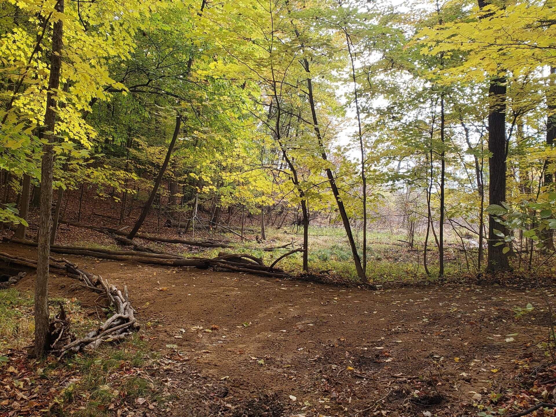 Forest scene with yellow and green leaves, brown ground, and fallen logs.