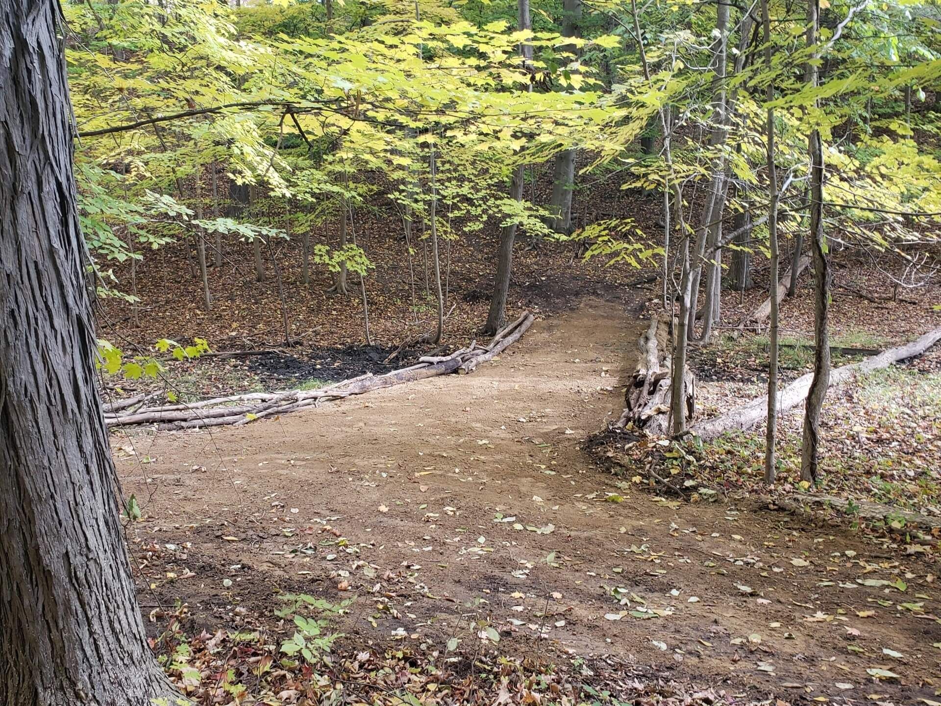 Dirt path through a forest, with logs as bridge. Autumn colors, leaves on the ground.