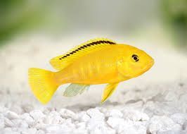 5cm Electric Yellow Cichlid