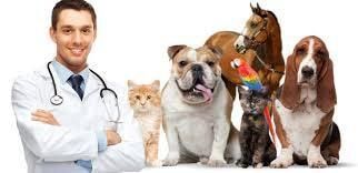 HOSPITAL VETERINARIO CUMBRES