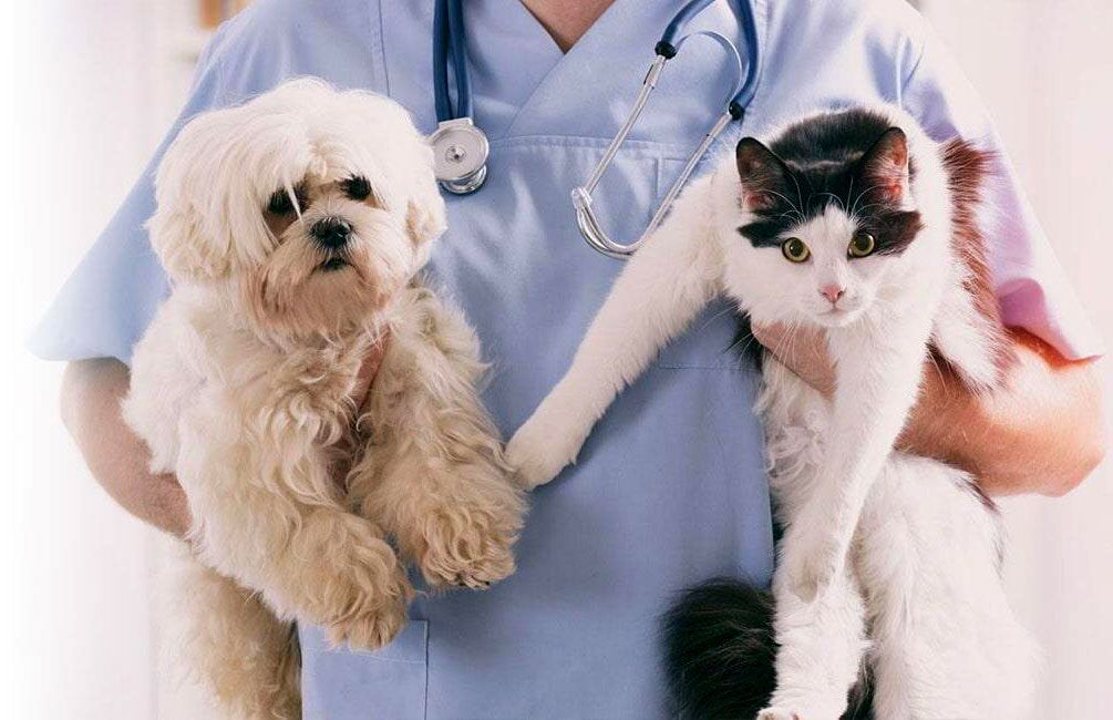 HOSPITAL VETERINARIO CUMBRES