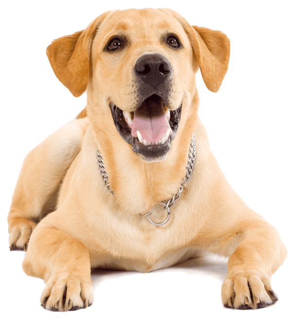 HOSPITAL VETERINARIO CUMBRES