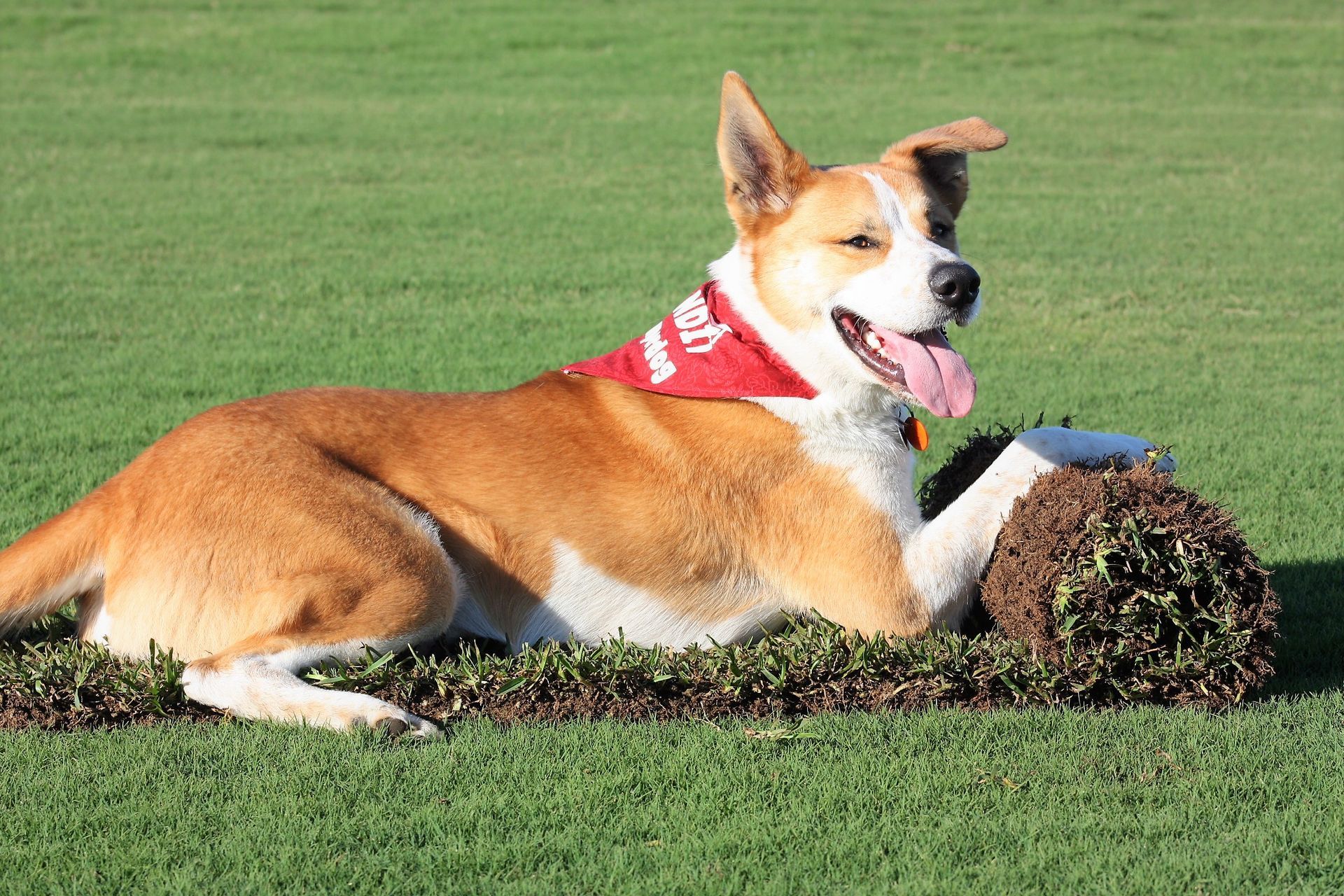 Dog On Roll Of Lawn - Perth, Wa - Westland Turf