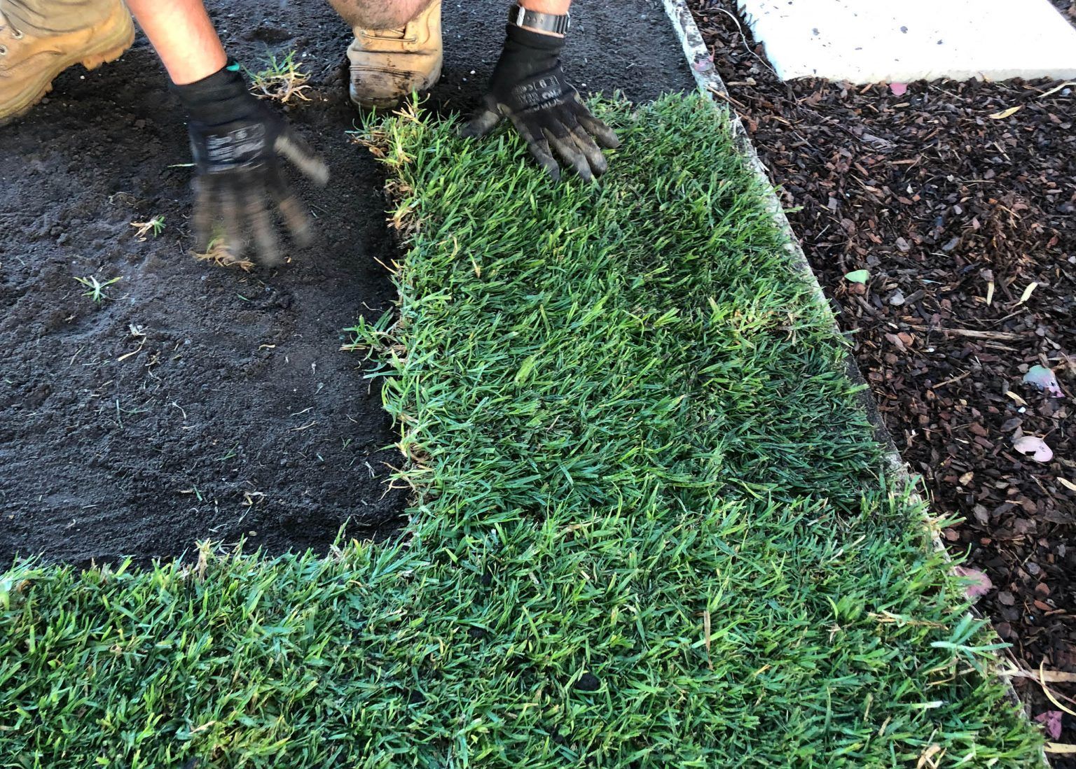 New Turf Is Being Placed in the Garden in Spring | Perth, Wa | Westland Turf
