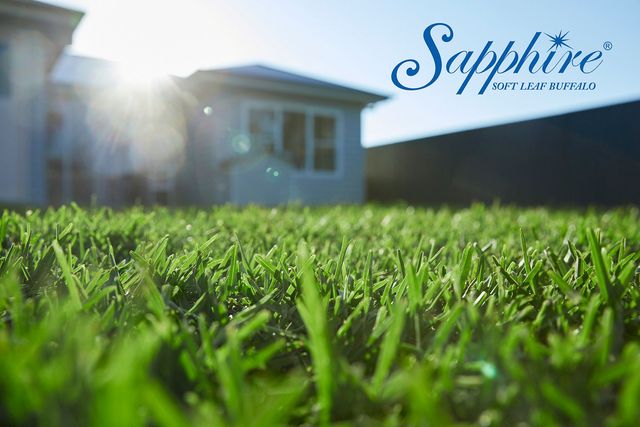 Sapphire Grass in Perth Westland Turf