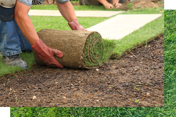 Man Laying Sod for New Garden Lawn | Perth, Wa | Westland Turf