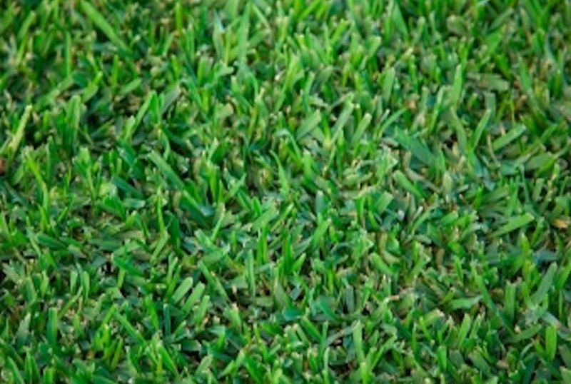 Alternating Colored Turf on the Football and Soccer Field | Perth, Wa | Westland Turf