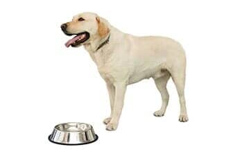 White Dog — Dog Training in Versailles, KY