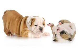 Bulldog Puppies — Obedience Training in Versailles,KY