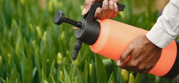 Common lawn weeds in New Jersey including crabgrass, dandelions, clover, and ground ivy affecting residential lawns