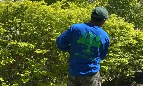 Ongoing landscape management keeping yard clean and well maintained