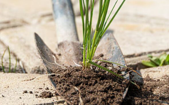 Lawn soil preparation in NJ including aeration, compost topdressing, and proper seed to soil contact for strong growth