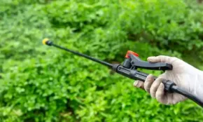 Weed control treatment applied to lawn to remove unwanted grass and weeds