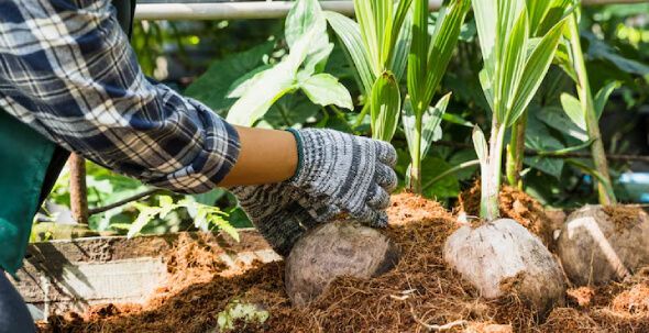 Mulch application improving soil moisture retention and protecting plants during New Jersey summers