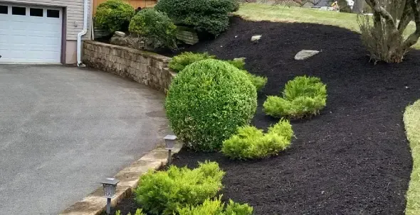 Shrub trimming and hedge pruning services in New Jersey restoring shape, improving plant health, and enhancing curb appeal