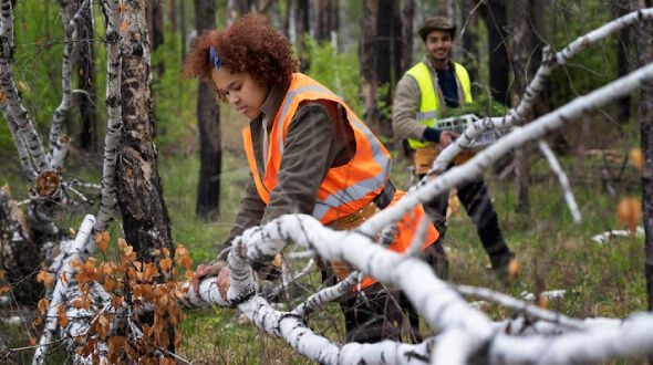 Professional tree pruning with crown thinning and deadwood removal for healthy growth in NJ
