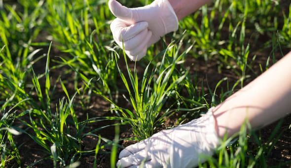 Professional weed treatment in New Jersey with pre emergent and post emergent applications for long term lawn protection