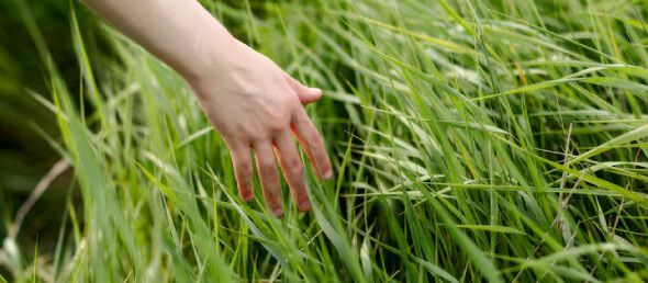 Sod installation in New Jersey providing instant green lawns with professionally prepared soil and fast root establishment