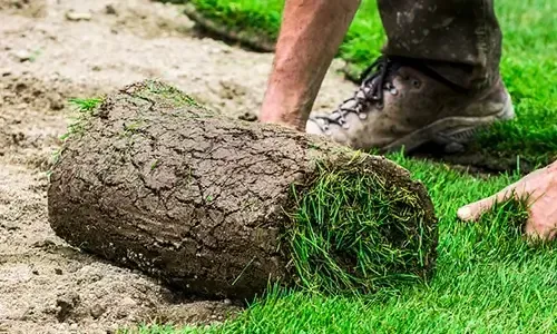 Grass seeding and sod installation for healthy green lawn growth