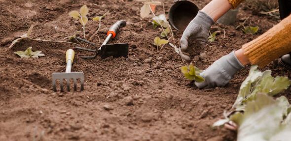 Mulching for weed control reducing weed growth and maintaining clean garden beds in NJ
