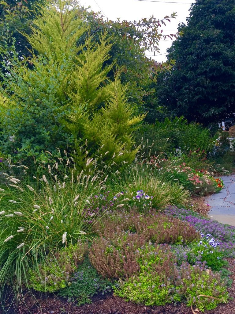 A garden filled with lots of plants and trees.