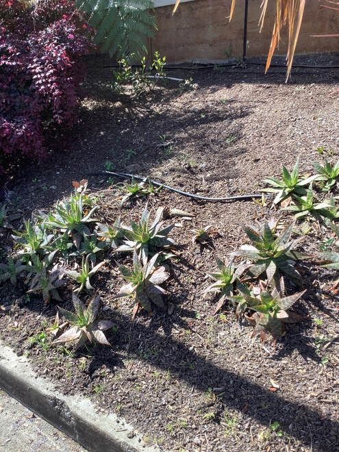 A bunch of plants are growing in the dirt next to a sidewalk.