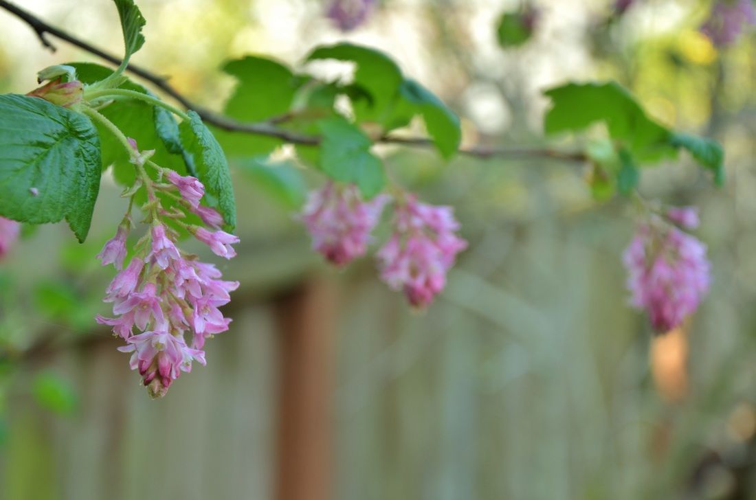 A bunch of pink flowers are hanging from a tree branch.