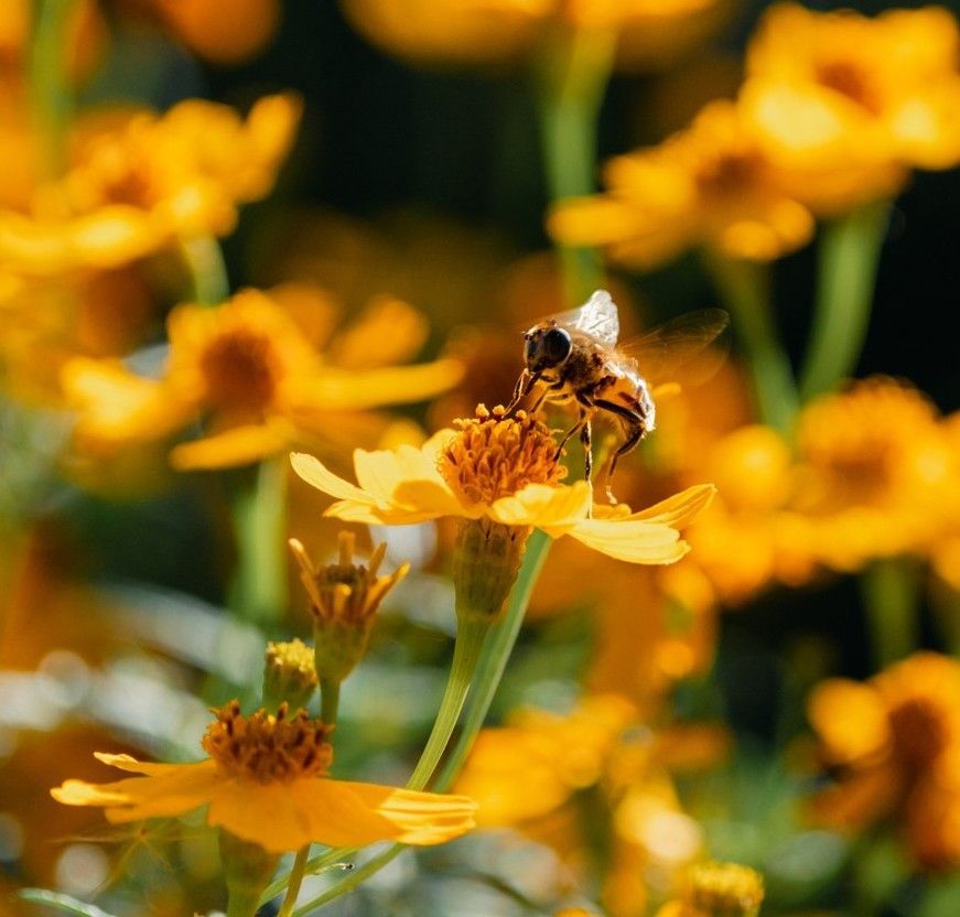A package of carrot seeds is laying on top of a pile of dirt.