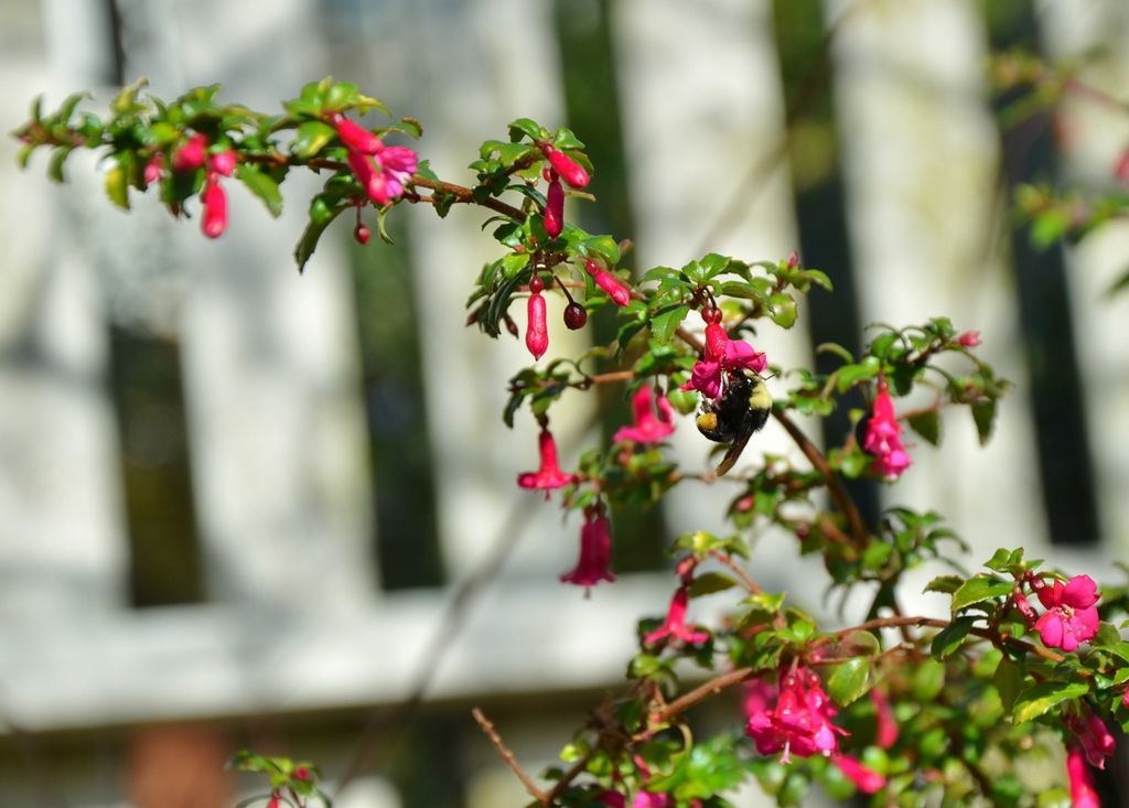 A bush with pink flowers and green leaves is in front of a white fence.