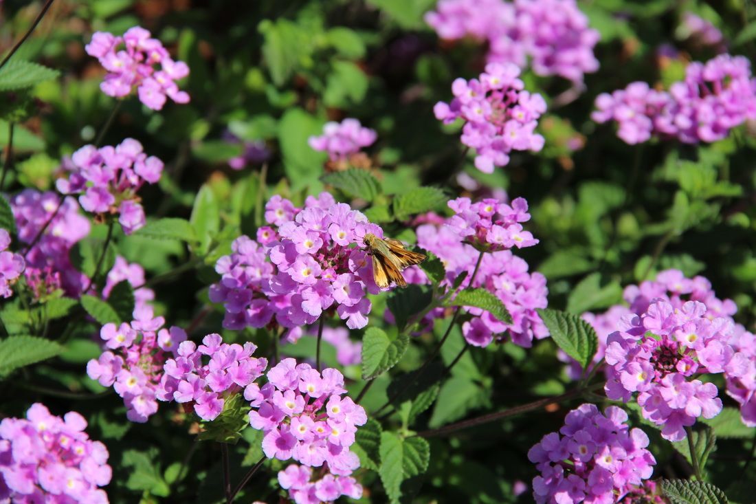 A bee is sitting on a purple flower.