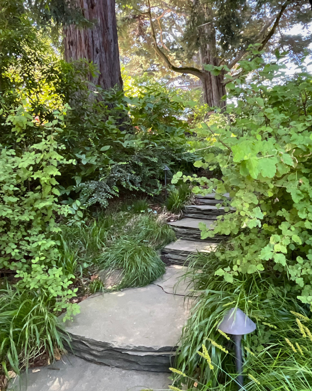 A stone walkway in the middle of a forest surrounded by trees and bushes.