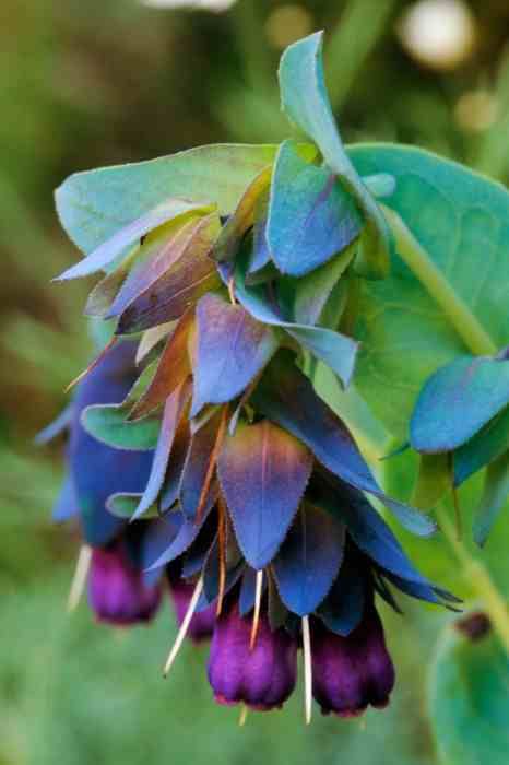 A close up of a plant with blue and purple flowers