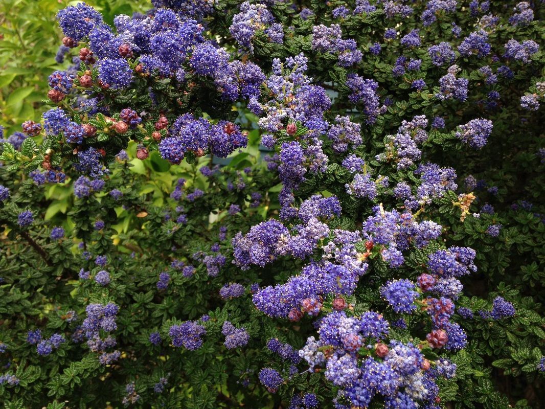 A bush with lots of purple flowers and green leaves.