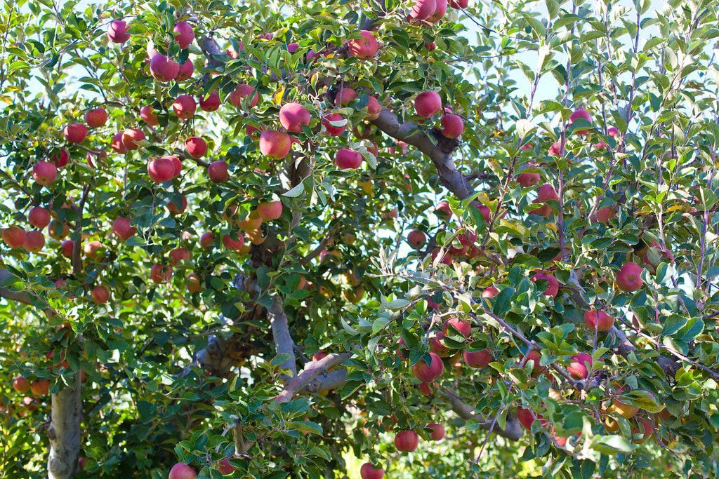 A tree with lots of red apples hanging from it