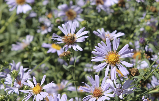 A bunch of purple daisies with a yellow center are growing in a field.