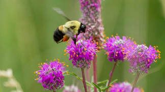 A bee is sitting on a purple flower.