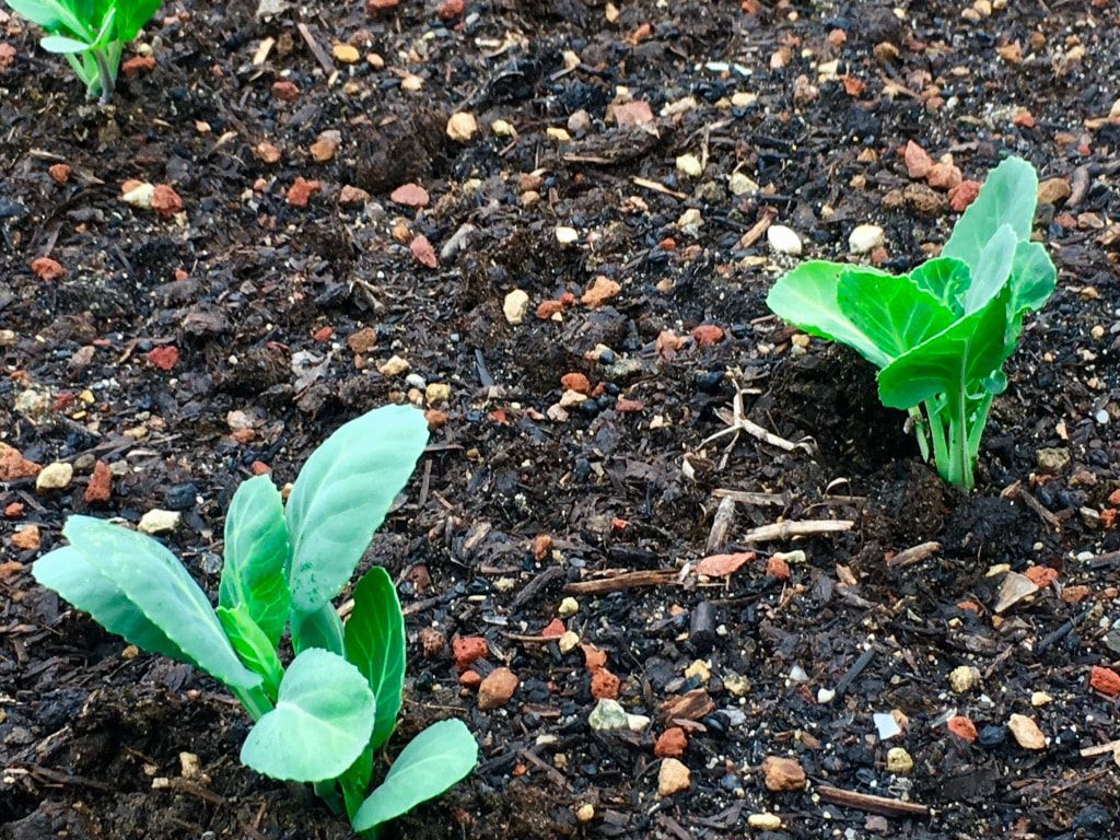 A group of small plants growing out of the ground.