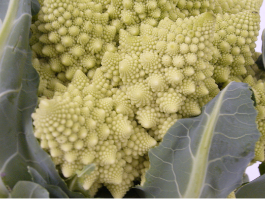 A close up of a broccoli with green leaves on a white background.