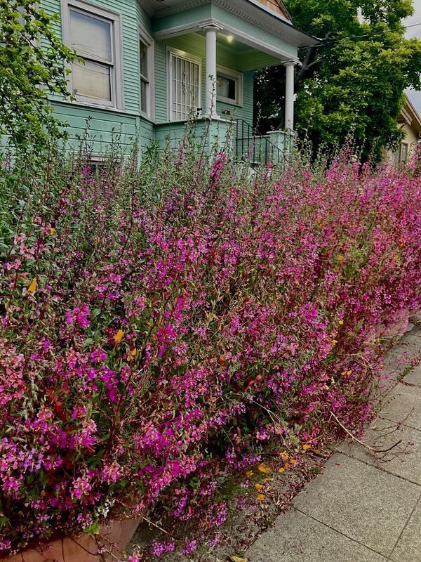 A row of pink flowers growing in front of a green house.