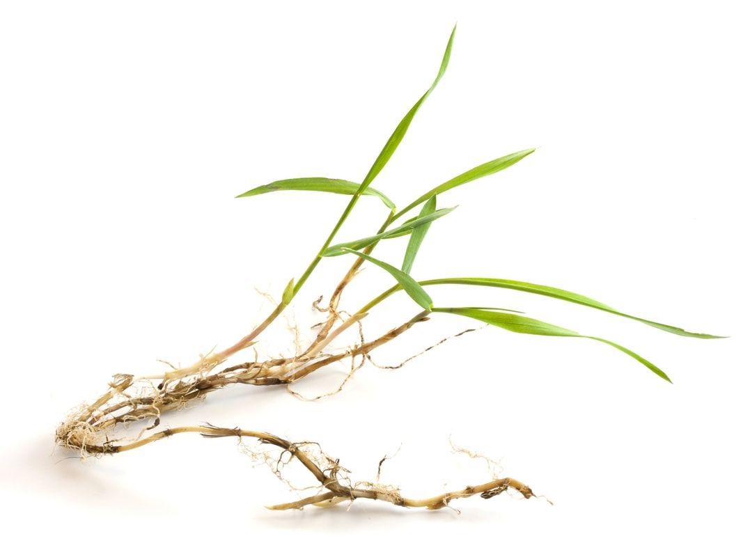 A small plant with roots and green leaves on a white background.