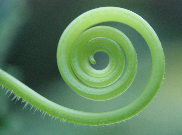 A close up of a green spiral on a plant