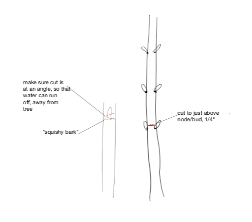 A diagram showing how to cut a tree branch.